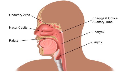 What Are The Major Symptoms Of Obstructed Nasal Airway?