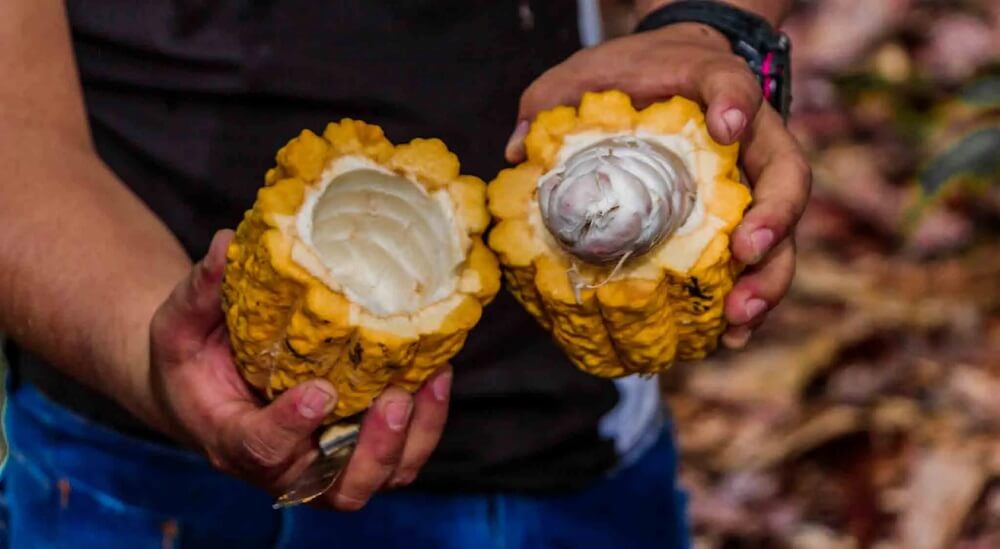 Ceremonial Cacao Australia: 10 Ways to Enjoy the Elixir of Life
